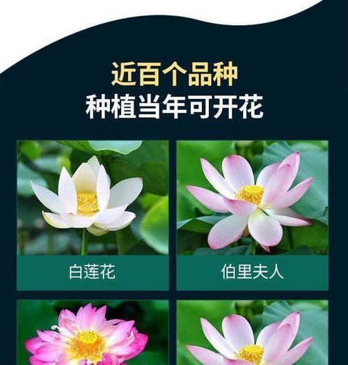 荷花在河里的种植方法是什么？如何在河里种植荷花？