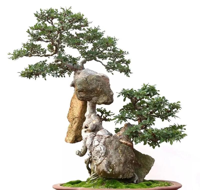 附石盆景的制作方法是什么？