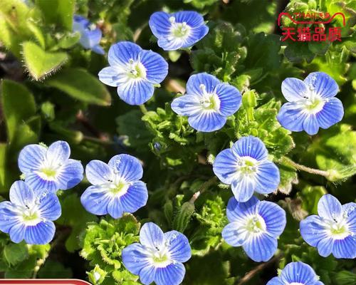 易活花种子推荐：哪些种子最适合新手？