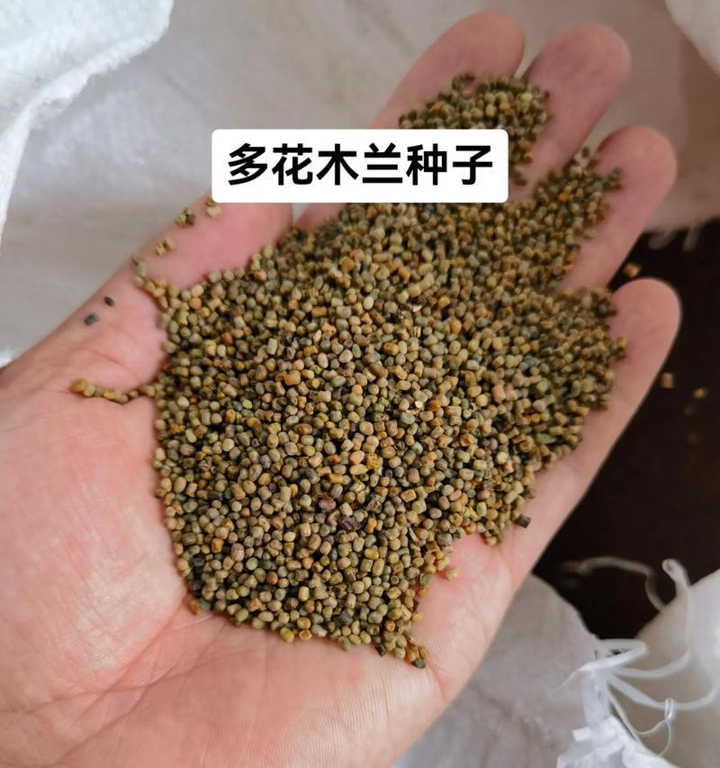 易活花种子推荐：哪些种子最适合新手？