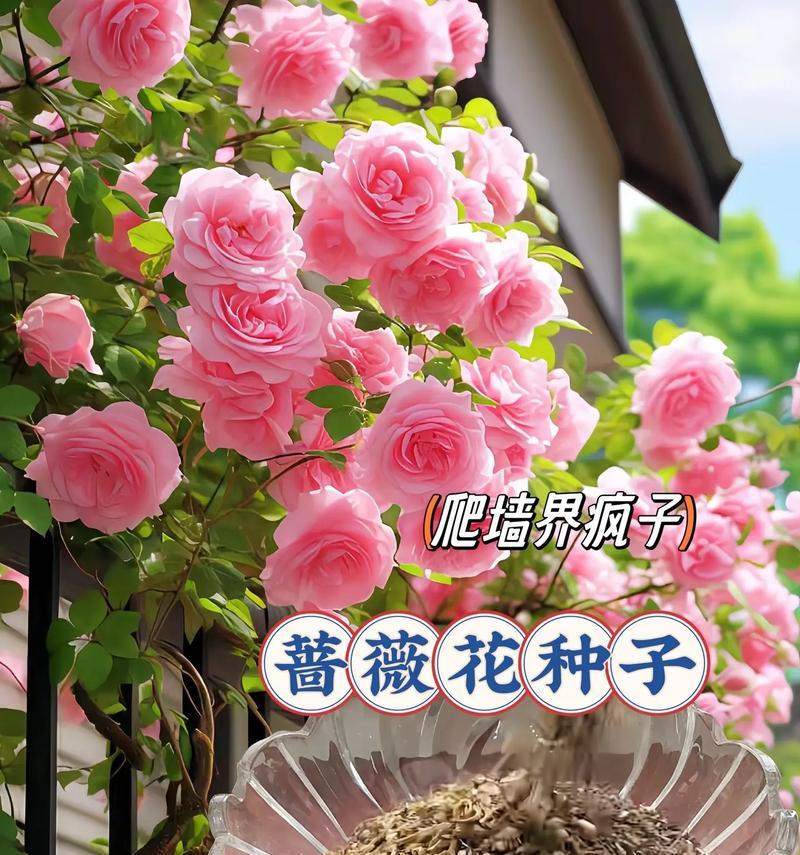 易活花种子推荐：哪些种子最适合新手？