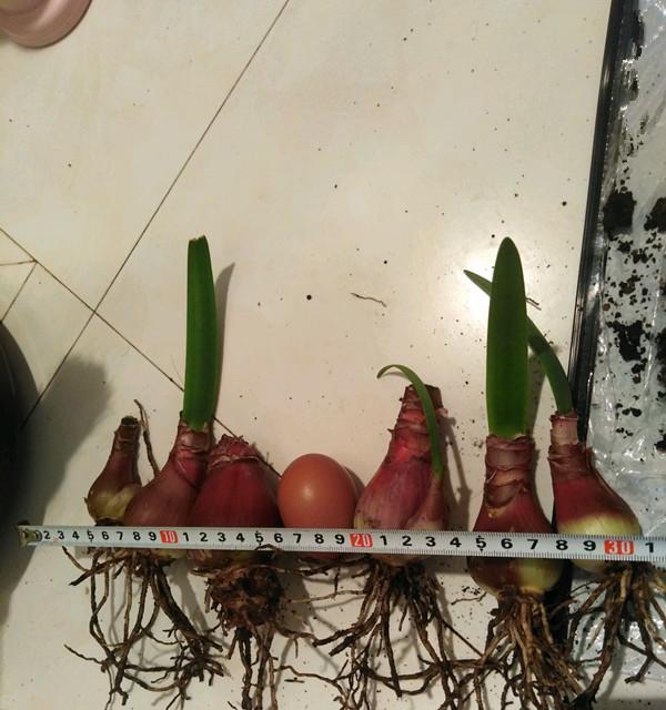 球根花卉有哪些常见类型？球根花卉的种植方法是什么？