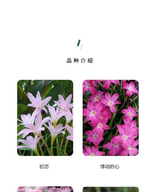球根花卉有哪些常见类型？球根花卉的种植方法是什么？