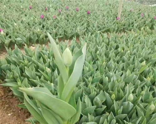 球根花卉有哪些常见类型？球根花卉的种植方法是什么？