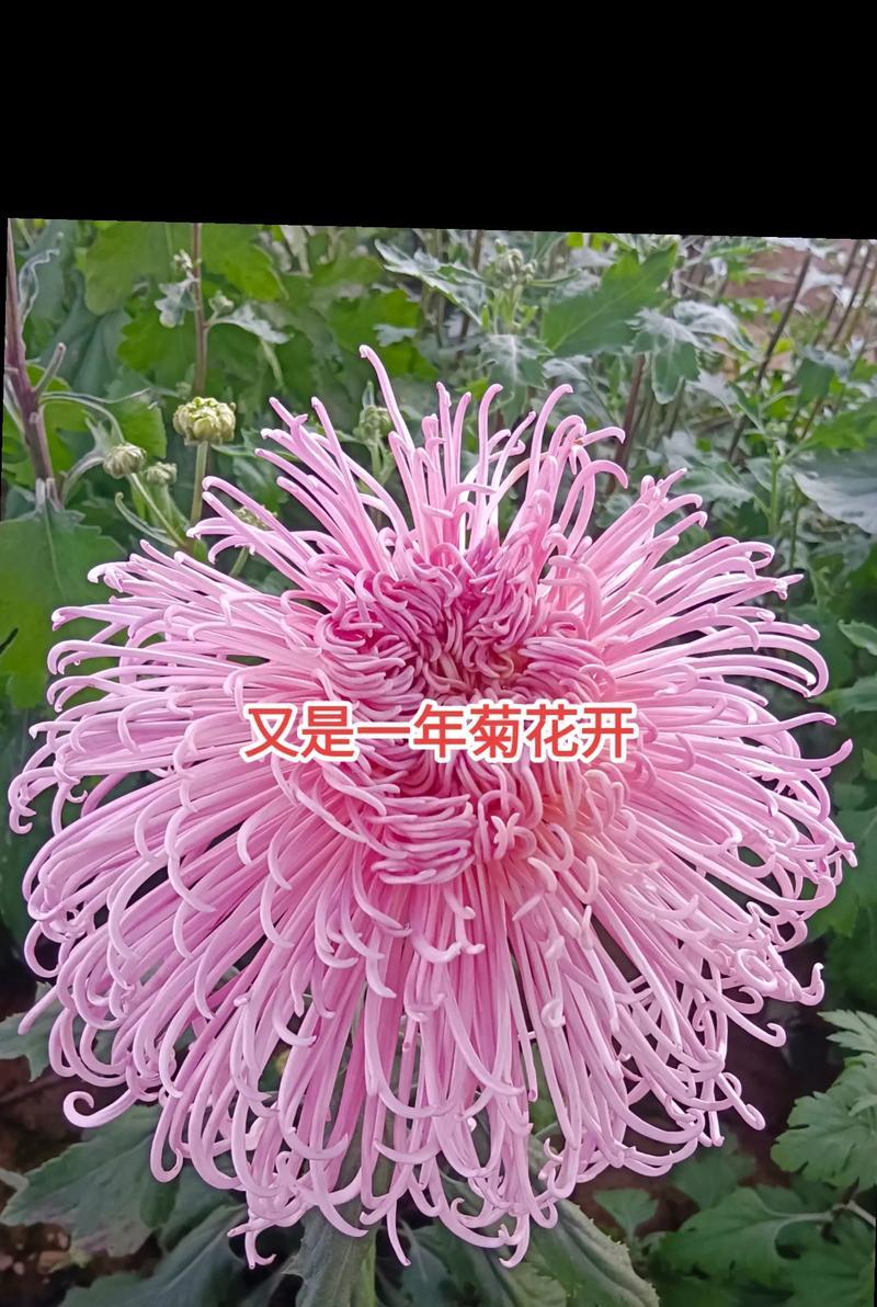 菊花名品种有哪些？如何区分？