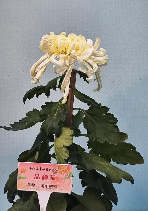 菊花名品种有哪些？如何区分？