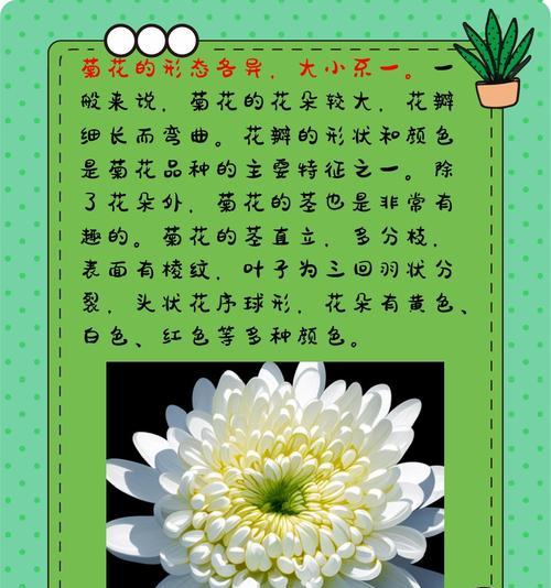 菊花名品种有哪些？如何区分？