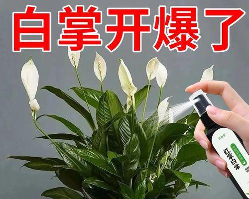 白掌烂根的原因及预防方法是什么？