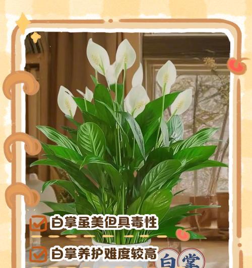 白掌烂根的原因及预防方法是什么？