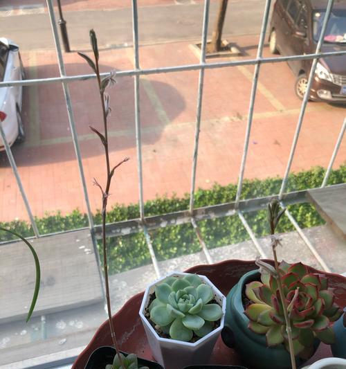 水晶掌的养殖方法有哪些？如何养好水晶掌？