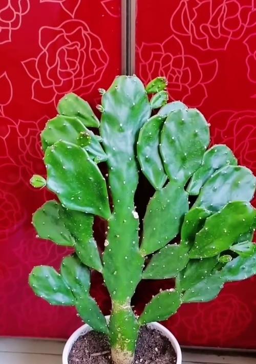 水晶掌的养殖方法有哪些？如何养好水晶掌？