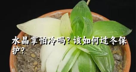 水晶掌的养殖方法有哪些？如何养好水晶掌？
