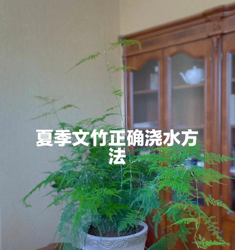 文竹养殖的注意事项是什么？如何防止文竹黄叶？