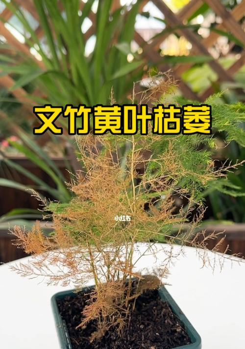 文竹养殖的注意事项是什么？如何防止文竹黄叶？