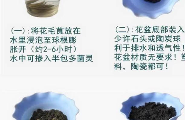 花毛茛种球种植的步骤是什么？