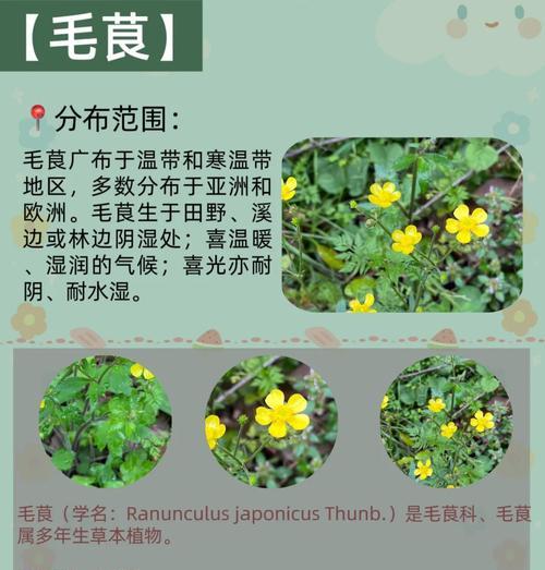 花毛茛种球种植的步骤是什么？