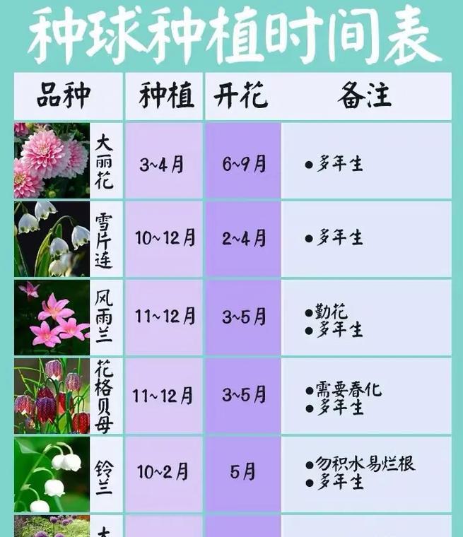 花毛茛种球种植的步骤是什么？