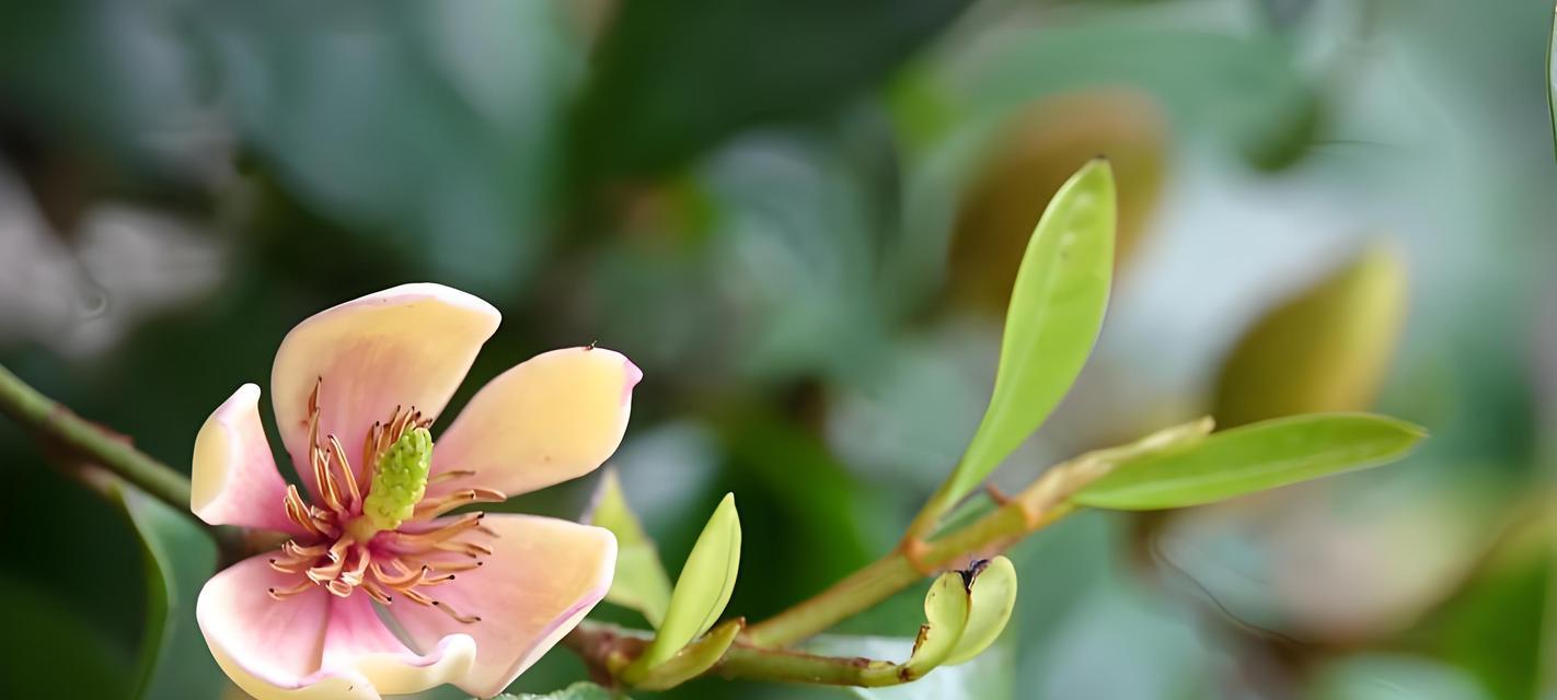 含笑花的种植方法和养护技巧是什么？