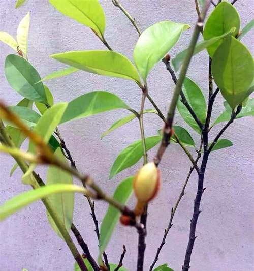 含笑花的种植方法和养护技巧是什么？