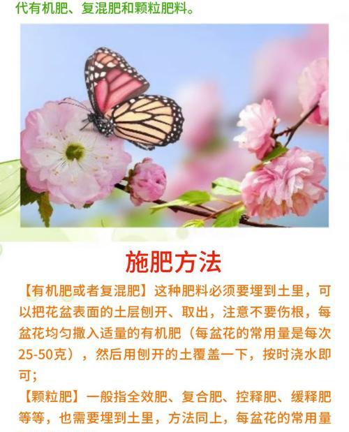 君子兰喂什么肥料可以促进其健康生长？