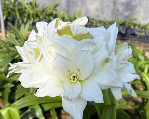 秘鲁什么花最著名？秘鲁有哪些独特花卉？