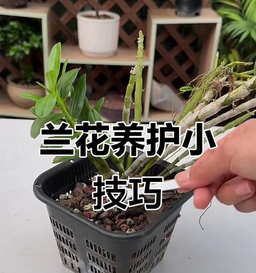 兰花为什么黄叶？如何解决兰花黄叶的问题？