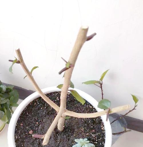 扶桑花修剪的最佳时机和方法是什么？