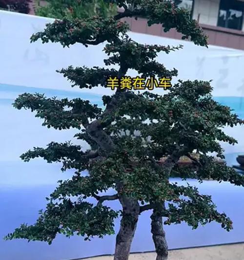 哪些花卉不宜使用羊粪作为肥料？