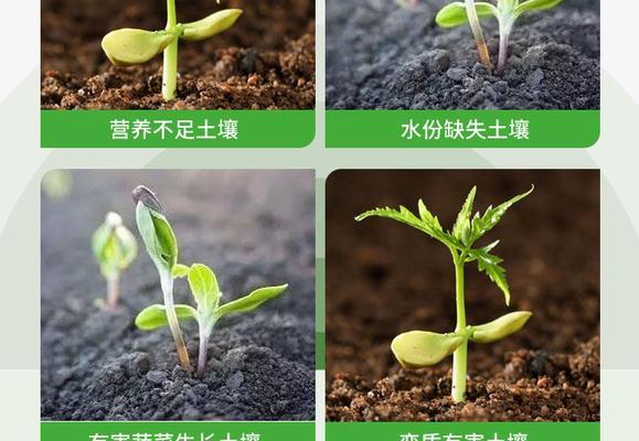哪些花卉不宜使用羊粪作为肥料？