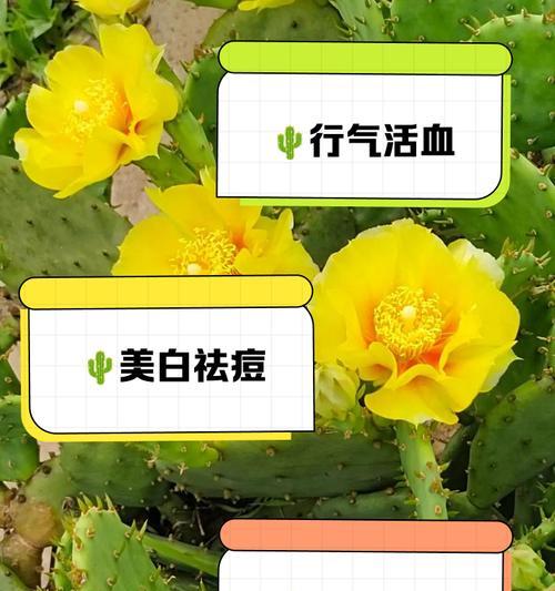 仙人掌的象征意义？仙人掌有哪些寓意？