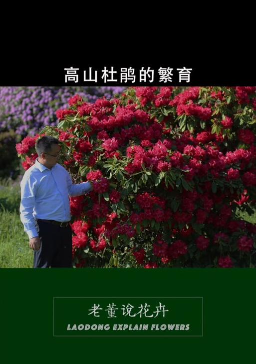 高山杜鹃的养殖环境要求是什么？如何模拟自然条件？
