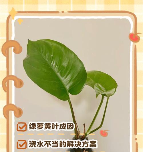绿萝出现虫害怎么办？如何有效处理？