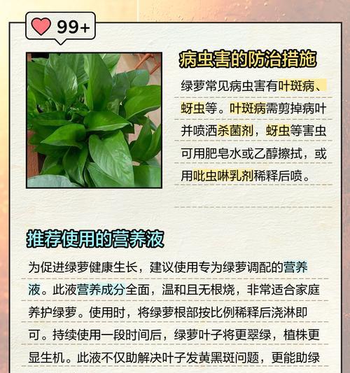 绿萝出现虫害怎么办？如何有效处理？