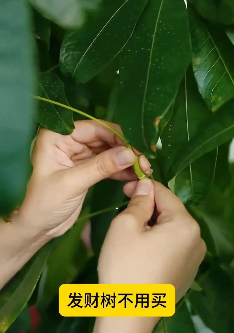 发财树修剪枝叶的正确方法是什么？