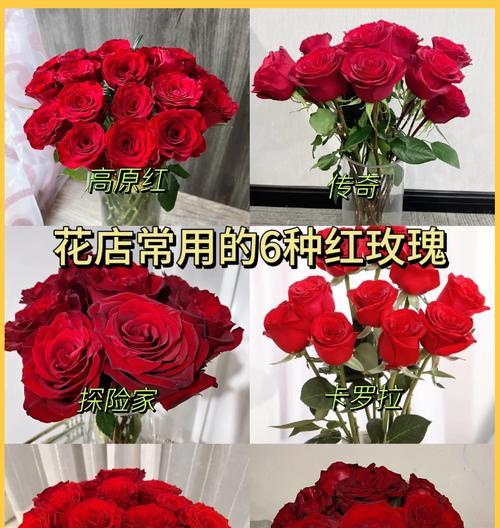 玫瑰花适合在哪些地方种植？