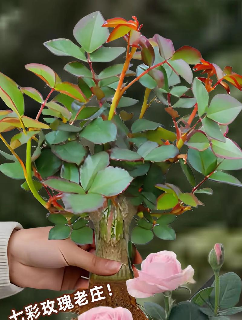 玫瑰花适合在哪些地方种植？