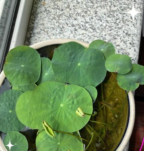 碗莲冬季养护需要注意什么？