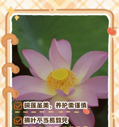 碗莲冬季养护需要注意什么？