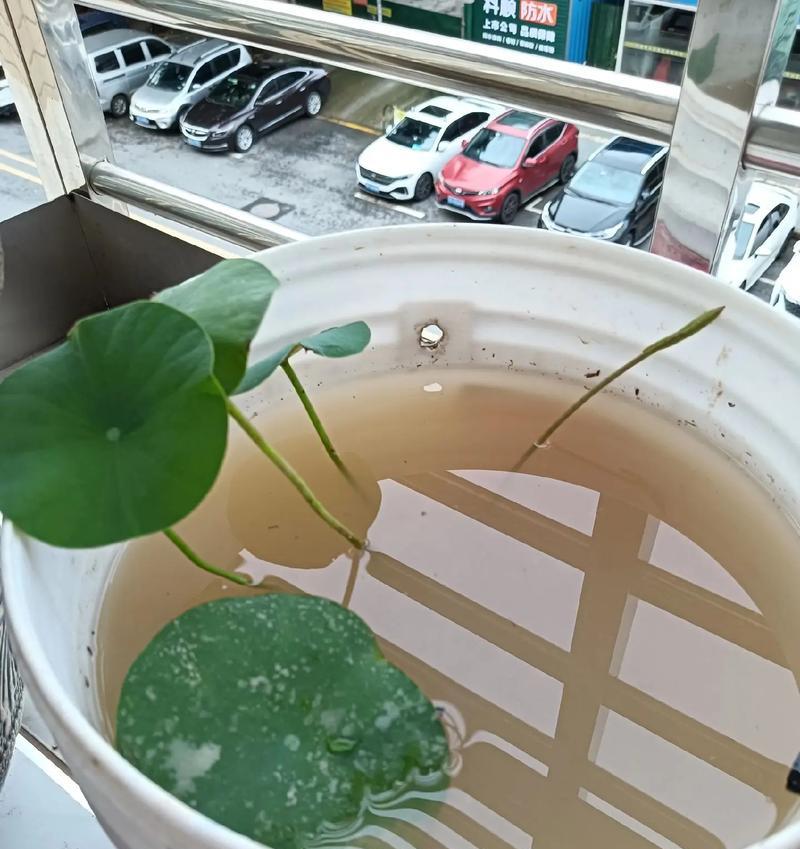 碗莲冬季养护需要注意什么？