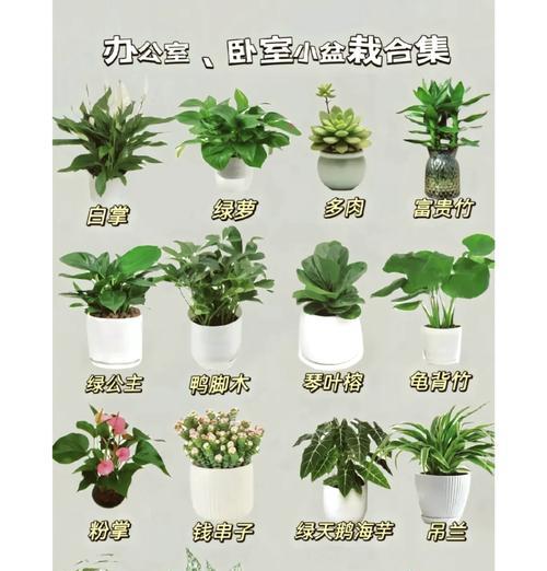 水培绿萝转土培的正确步骤是什么？