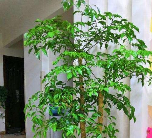 家养木本植物有哪些？如何选择和养护家养木本植物？