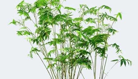 家养木本植物有哪些？如何选择和养护家养木本植物？