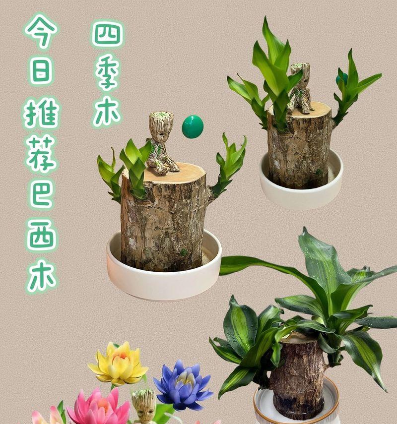家养木本植物有哪些？如何选择和养护家养木本植物？