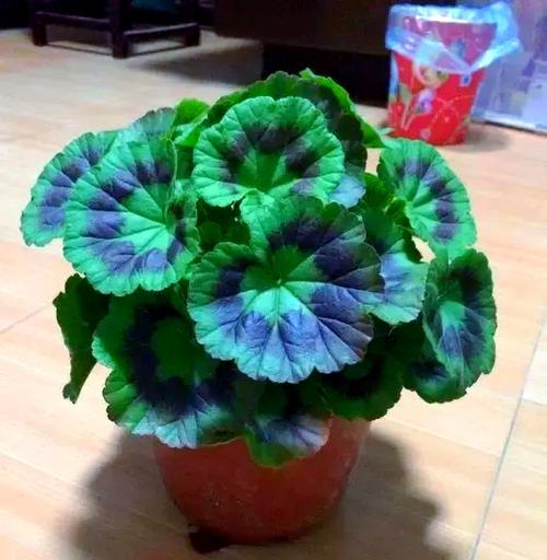 天竺葵应该使用什么肥料？如何正确施肥以促进天竺葵生长？