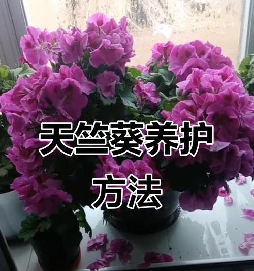 天竺葵应该使用什么肥料？如何正确施肥以促进天竺葵生长？