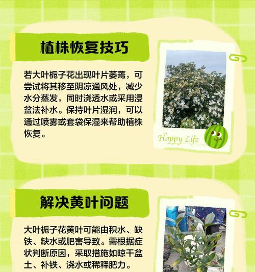 枙子花的养殖方法和护理要点是什么？