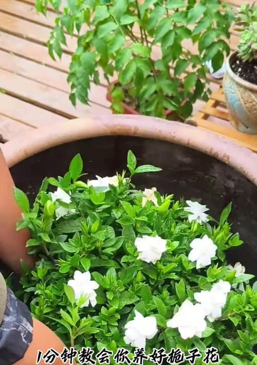 枙子花的养殖方法和护理要点是什么？