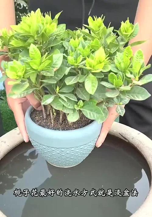 枙子花的养殖方法和护理要点是什么？