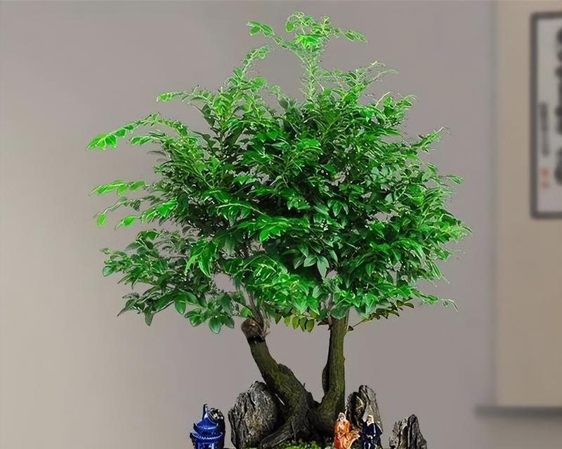 小叶紫檀的养殖方法有哪些？如何让小叶紫檀长得更好？