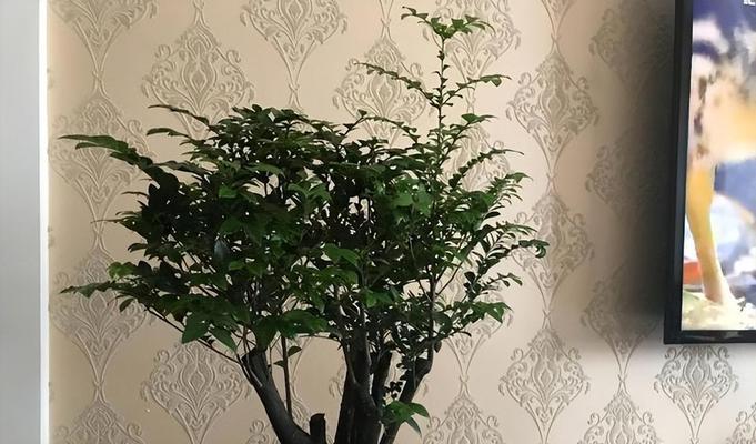 小叶紫檀的养殖方法有哪些？如何让小叶紫檀长得更好？